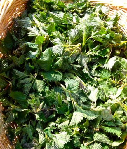 Fresh nettle tops