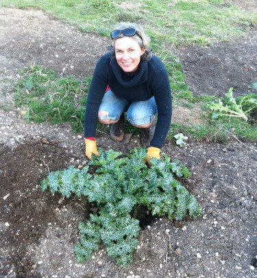 first planting..milk thistle