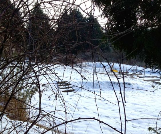 animal tracks in the snow