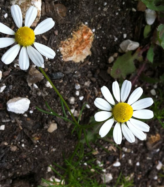 Hardy little Chamomiles