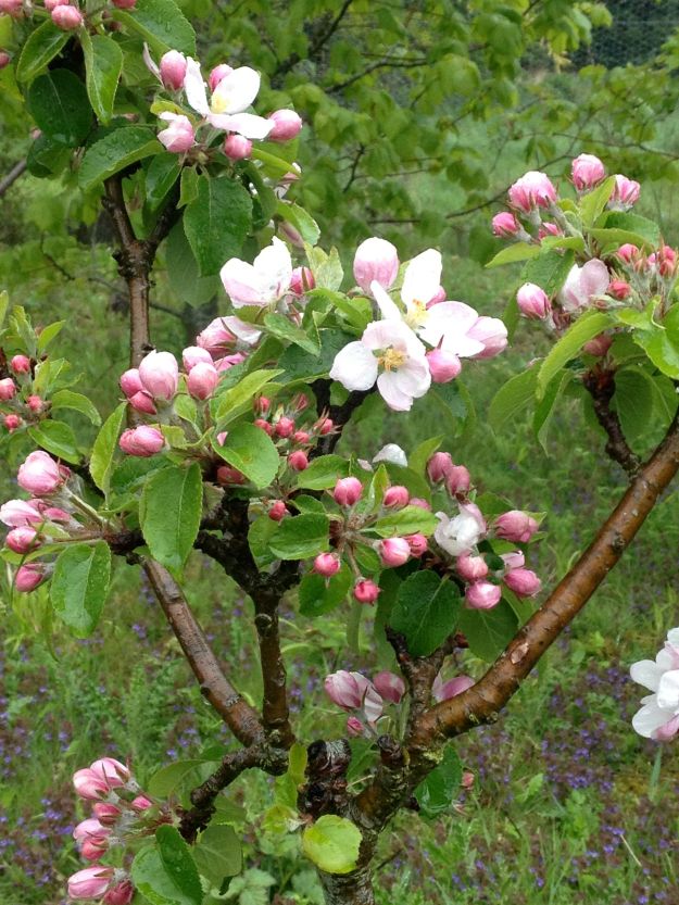 Apple blossom