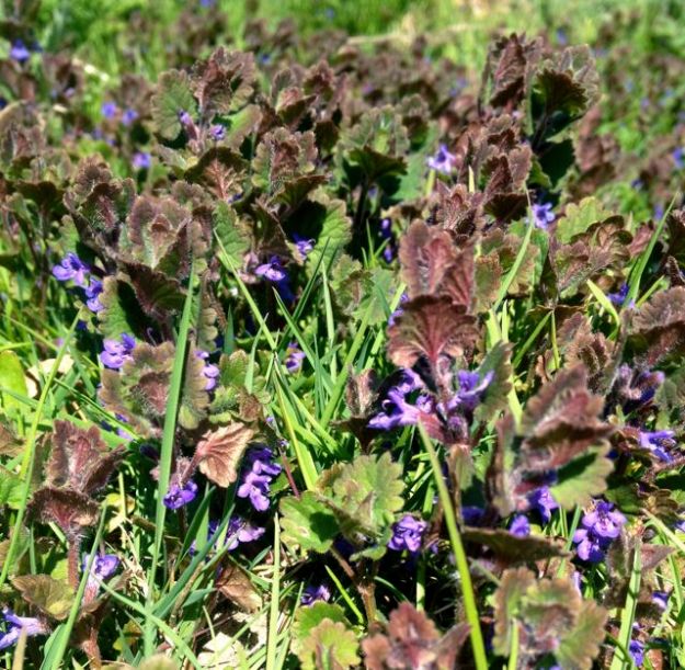 Ground ivy