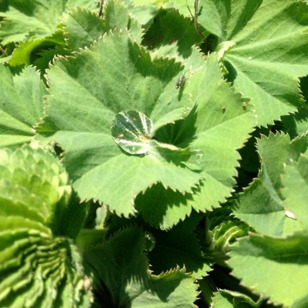 Ladies mantle with morning dew
