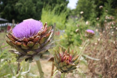 Globe artichoke Liver herb and bee favourite