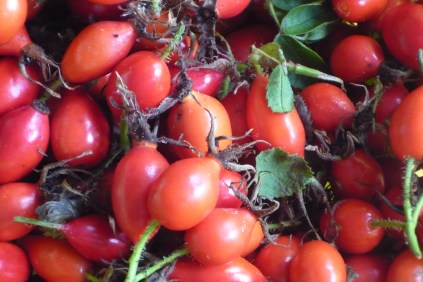 Rose hip harvest