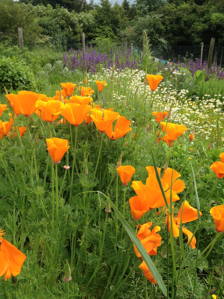 Physic Garden Project in Bloom